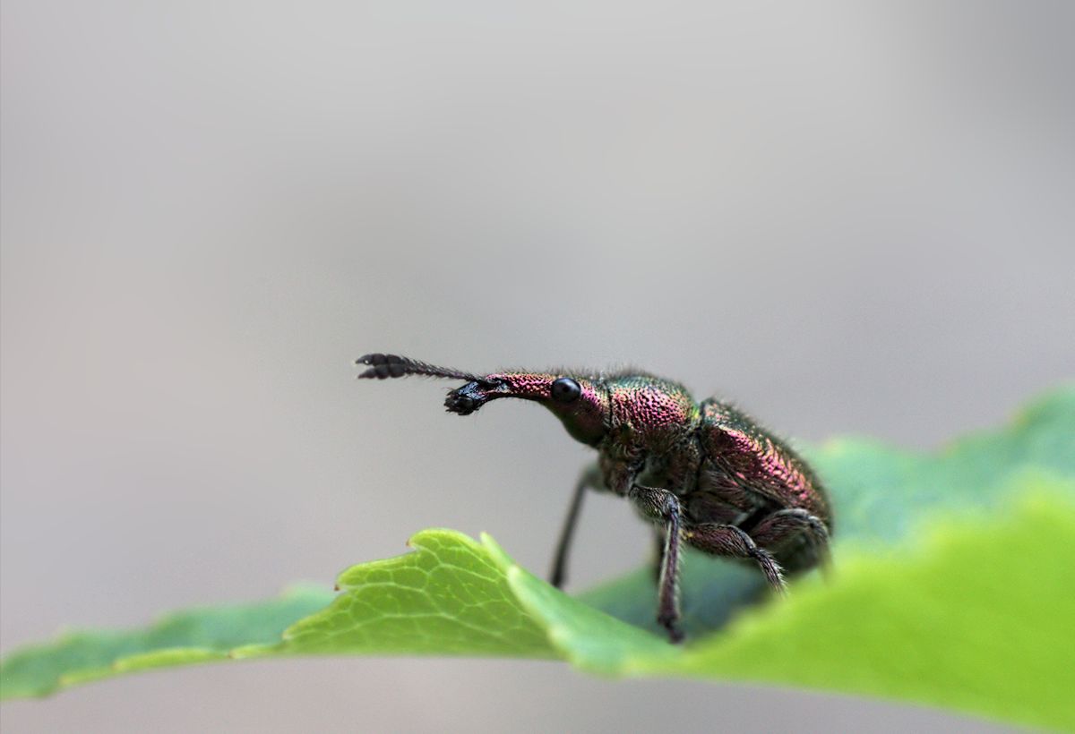 Curculionidae?ma quale? - Rhynchites auratus (Rhynchitidae)